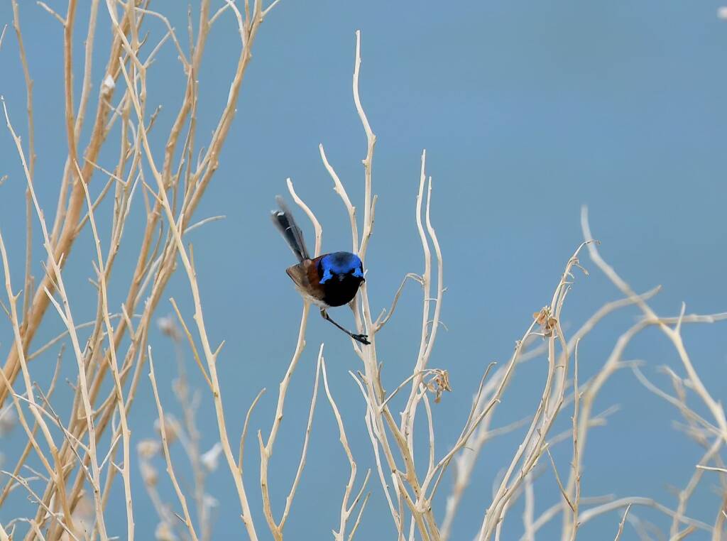 Variegated Fairywren (Malurus lamberti), Alice Springs Sewage Ponds, NT © Dorothy Latimer