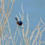 Variegated Fairywren (Malurus lamberti), Alice Springs Sewage Ponds, NT © Dorothy Latimer