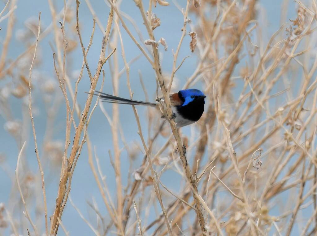 Variegated Fairywren (Malurus lamberti), Alice Springs Sewage Ponds, NT © Dorothy Latimer
