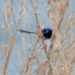 Variegated Fairywren (Malurus lamberti), Alice Springs Sewage Ponds, NT © Dorothy Latimer