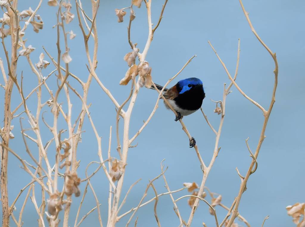 Variegated Fairywren (Malurus lamberti), Alice Springs Sewage Ponds, NT © Dorothy Latimer