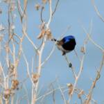 Variegated Fairywren (Malurus lamberti), Alice Springs Sewage Ponds, NT © Dorothy Latimer