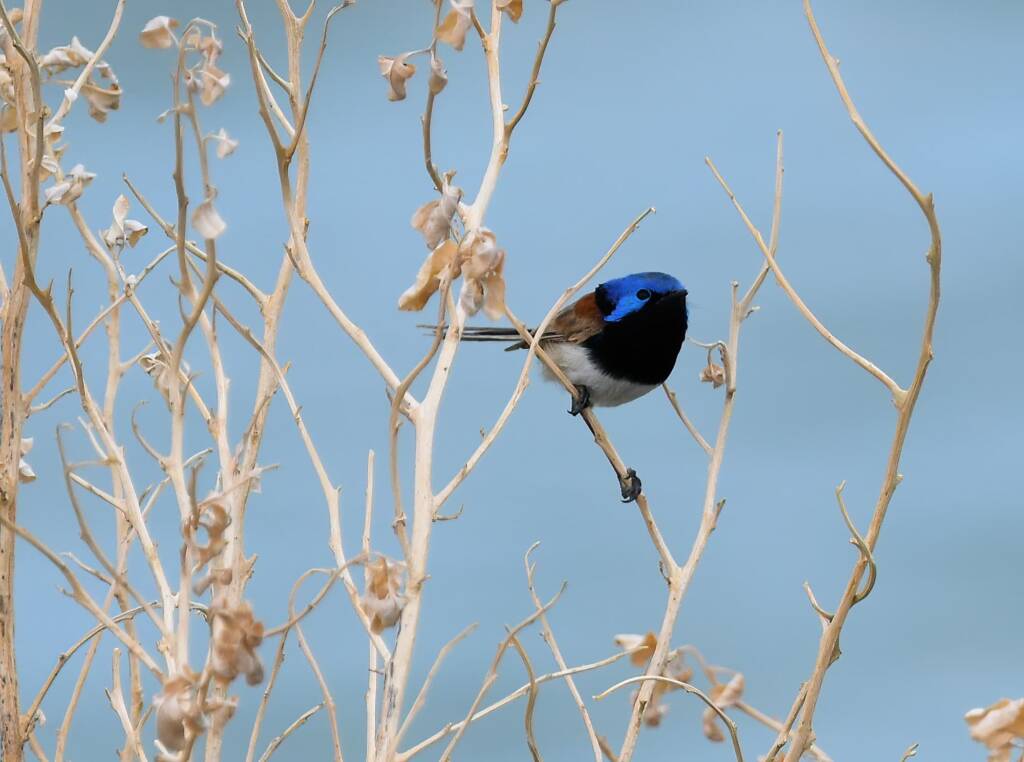 Variegated Fairywren (Malurus lamberti), Alice Springs Sewage Ponds, NT © Dorothy Latimer