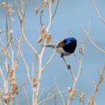 Variegated Fairywren (Malurus lamberti), Alice Springs Sewage Ponds, NT © Dorothy Latimer
