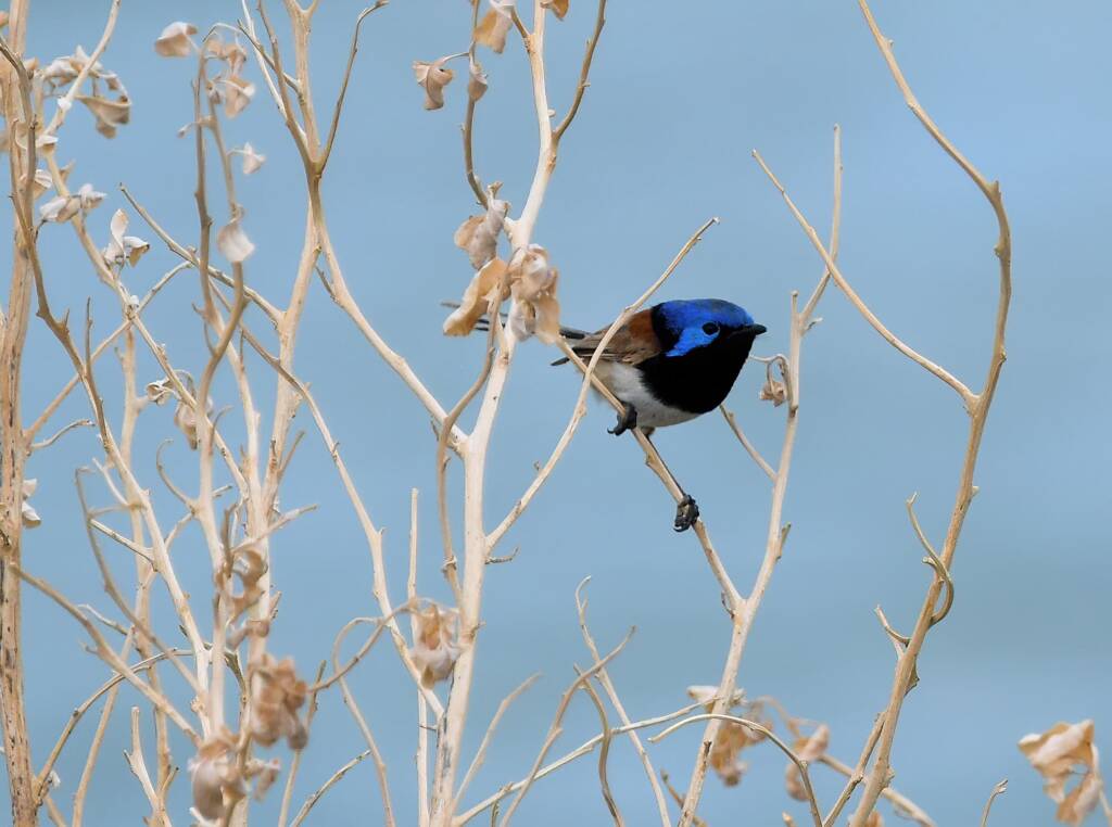 Variegated Fairywren (Malurus lamberti), Alice Springs Sewage Ponds, NT © Dorothy Latimer
