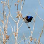 Variegated Fairywren (Malurus lamberti), Alice Springs Sewage Ponds, NT © Dorothy Latimer