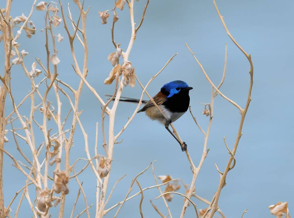 Variegated Fairywren (Malurus lamberti), Alice Springs Sewage Ponds, NT © Dorothy Latimer