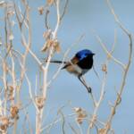 Variegated Fairywren (Malurus lamberti), Alice Springs Sewage Ponds, NT © Dorothy Latimer
