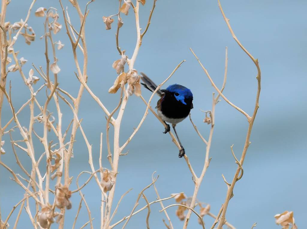 Variegated Fairywren (Malurus lamberti), Alice Springs Sewage Ponds, NT © Dorothy Latimer