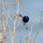Variegated Fairywren (Malurus lamberti), Alice Springs Sewage Ponds, NT © Dorothy Latimer