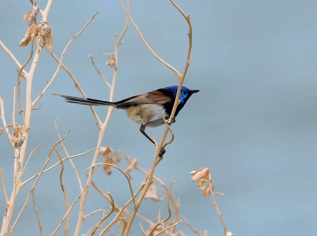 Variegated Fairywren (Malurus lamberti), Alice Springs Sewage Ponds, NT © Dorothy Latimer