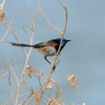 Variegated Fairywren (Malurus lamberti), Alice Springs Sewage Ponds, NT © Dorothy Latimer