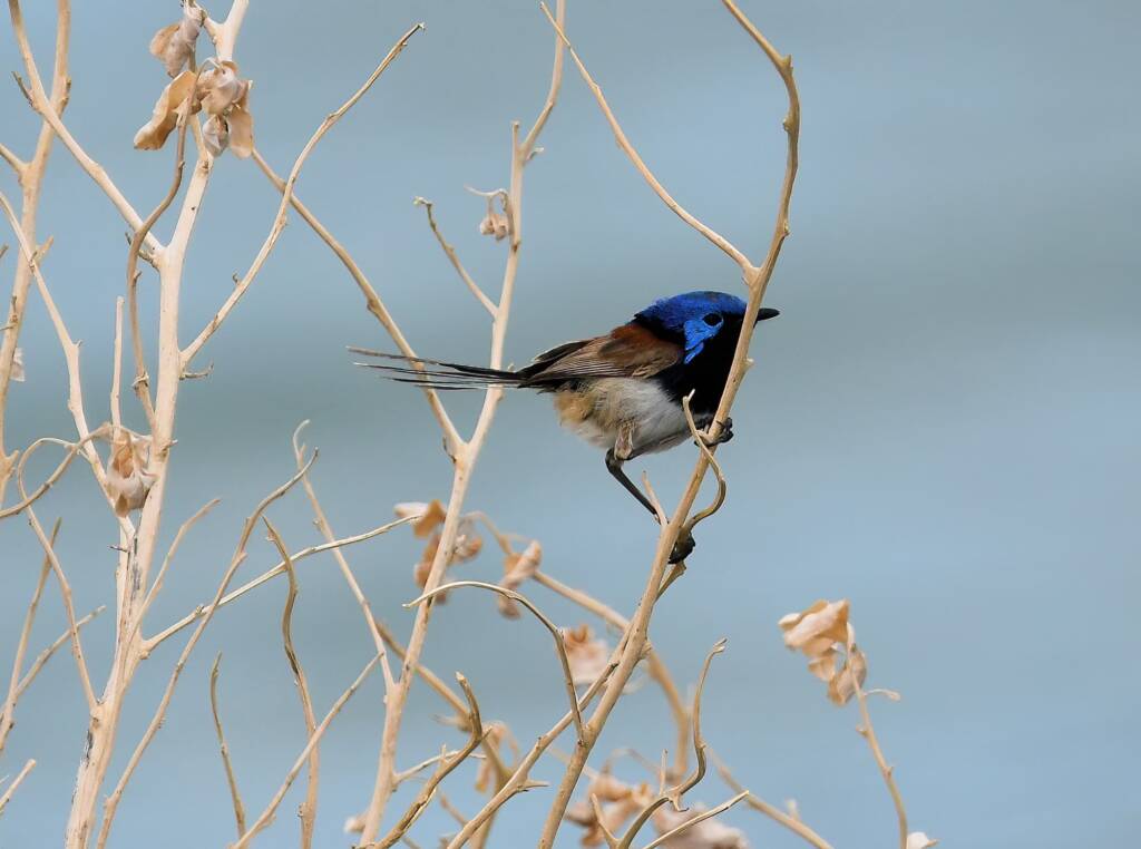 Variegated Fairywren (Malurus lamberti), Alice Springs Sewage Ponds, NT © Dorothy Latimer