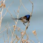 Variegated Fairywren (Malurus lamberti), Alice Springs Sewage Ponds, NT © Dorothy Latimer