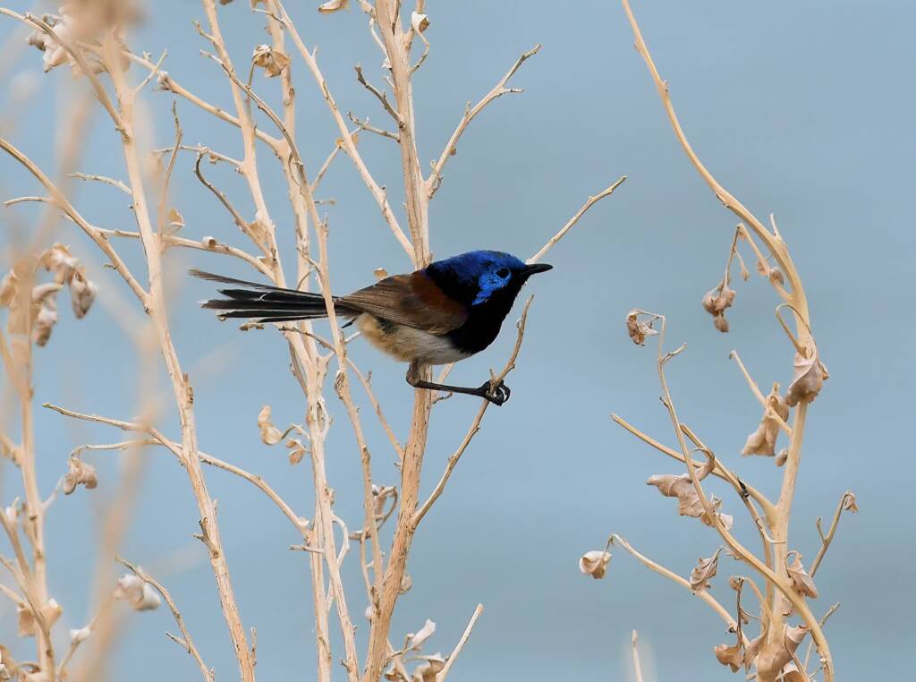 Variegated Fairywren (Malurus lamberti), Alice Springs Sewage Ponds, NT © Dorothy Latimer