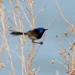 Variegated Fairywren (Malurus lamberti), Alice Springs Sewage Ponds, NT © Dorothy Latimer