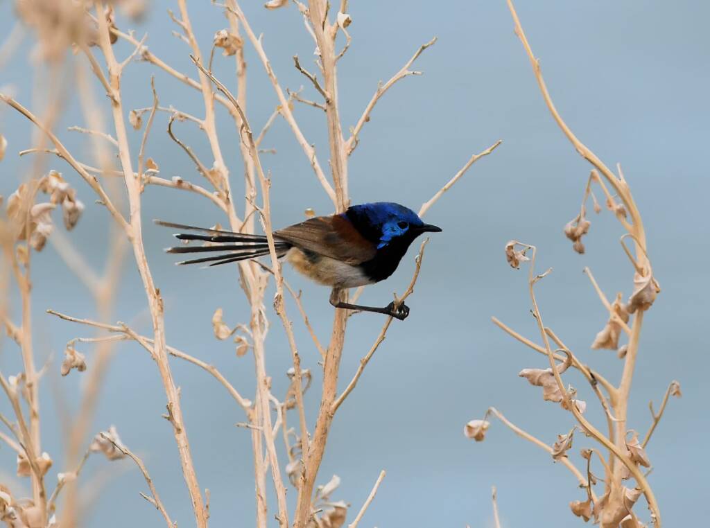 Variegated Fairywren (Malurus lamberti), Alice Springs Sewage Ponds, NT © Dorothy Latimer