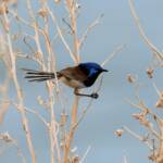 Variegated Fairywren (Malurus lamberti), Alice Springs Sewage Ponds, NT © Dorothy Latimer