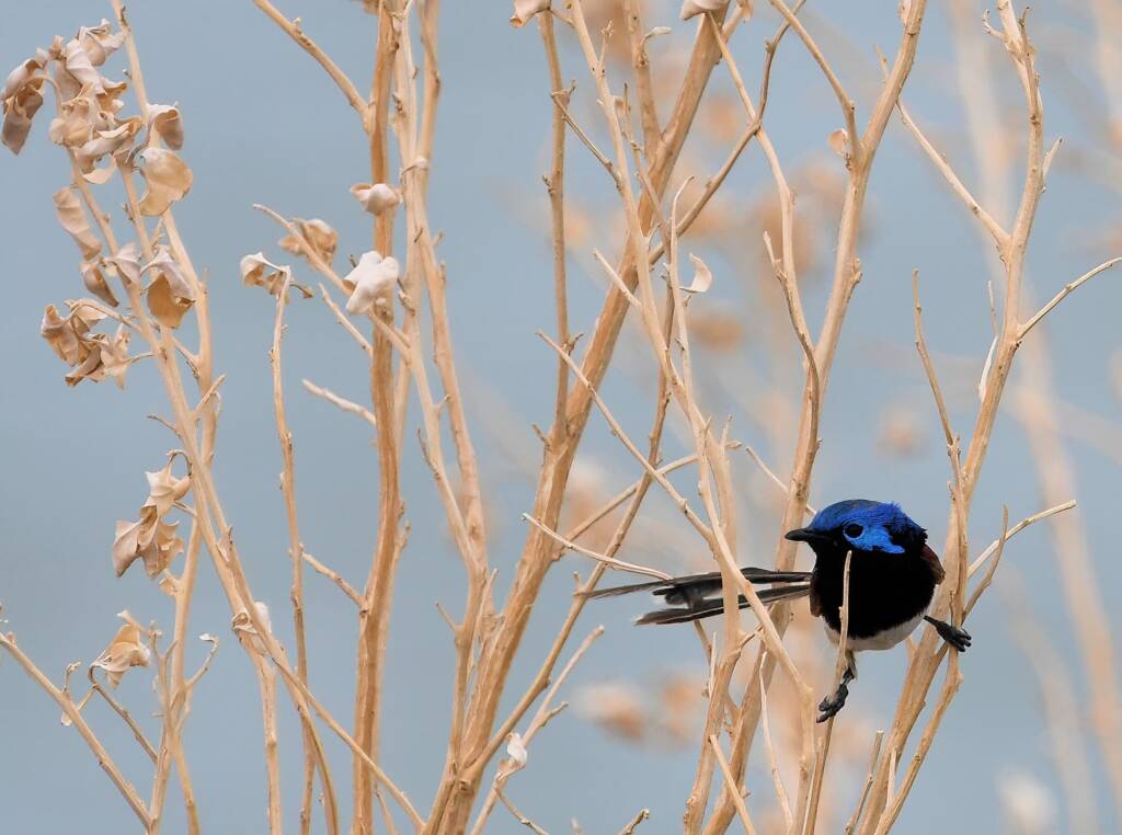 Variegated Fairywren (Malurus lamberti), Alice Springs Sewage Ponds, NT © Dorothy Latimer