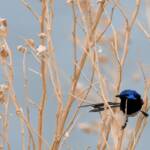 Variegated Fairywren (Malurus lamberti), Alice Springs Sewage Ponds, NT © Dorothy Latimer