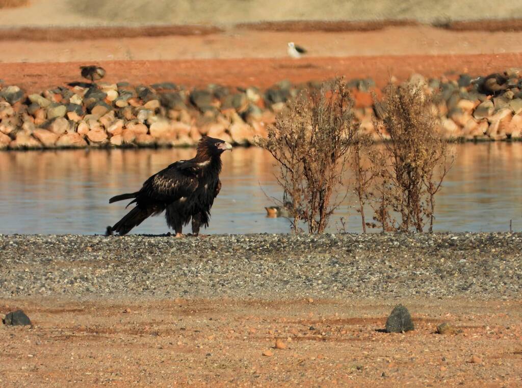 Wedge-tailed Eagle (Aquila audax), Alice Springs Sewage Ponds, NT © Dorothy Latimer