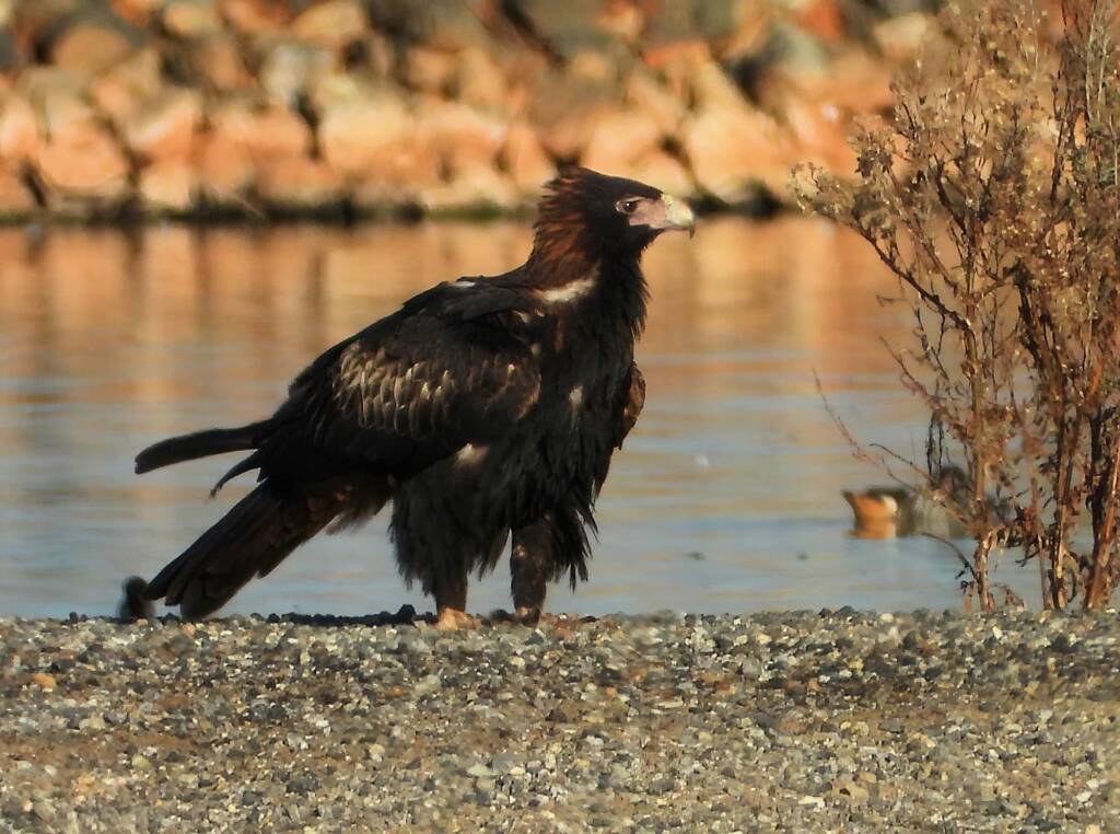 Wedge-tailed Eagle (Aquila audax), Alice Springs Sewage Ponds, NT © Dorothy Latimer