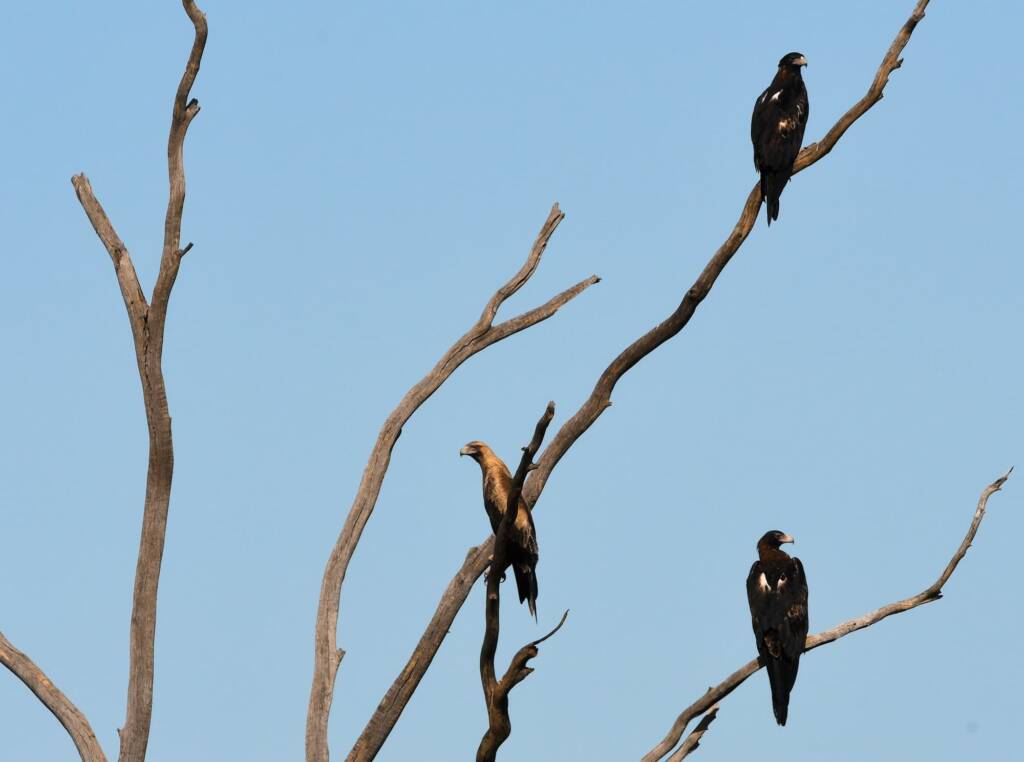Wedge-tailed Eagle ()Aquila audax), Alice Springs Sewage Ponds, NT © Dorothy Latimer
