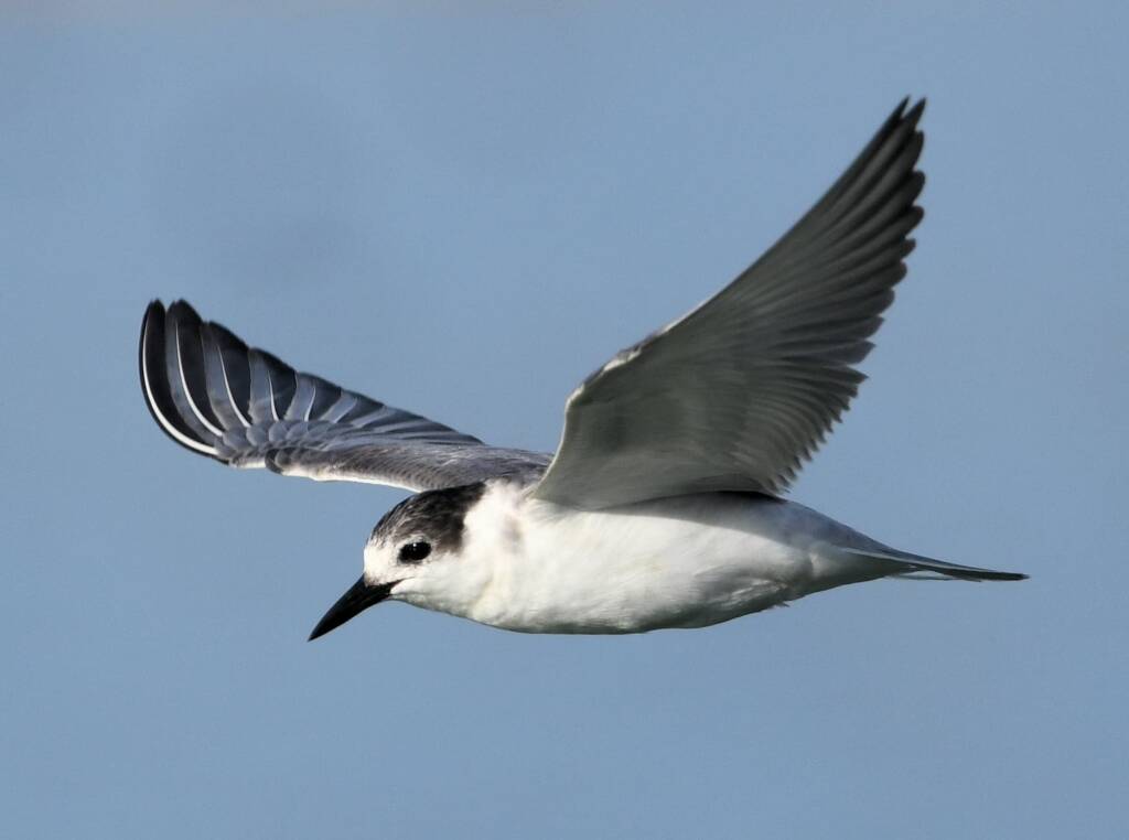 Whiskered Tern (Chlidonias hybrida), Alice Springs Sewage Ponds, NT © Dorothy Latimer