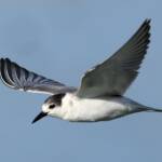 Whiskered Tern (Chlidonias hybrida), Alice Springs Sewage Ponds, NT © Dorothy Latimer