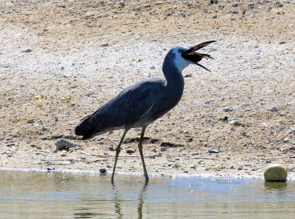 White-faced Heron (Egretta novaehollandiae), Alice Springs Sewage Ponds, NT © Dorothy Latimer