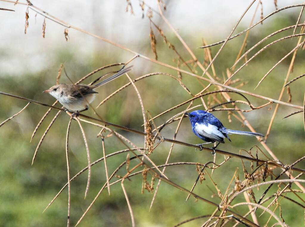White-winged Ffairywren (Malurus leucopterus), Alice Springs Sewage Ponds, NT © Dorothy Latimer