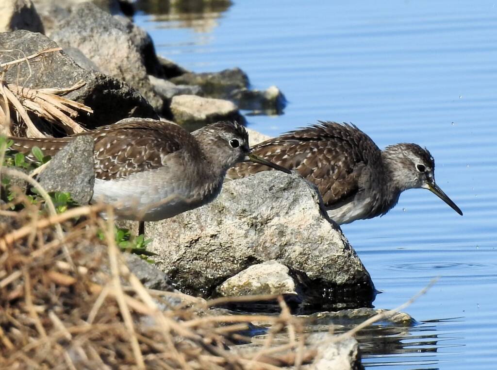 Wood Sandpiper (Tringa glareola), Alice Springs Sewage Ponds, NT © Dorothy Latimer