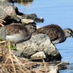 Wood Sandpiper (Tringa glareola), Alice Springs Sewage Ponds, NT © Dorothy Latimer