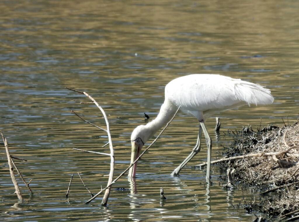 Yellow-billed Spoonbill (Platalea flavipes), Alice Springs Sewage Ponds © Dorothy Latimer