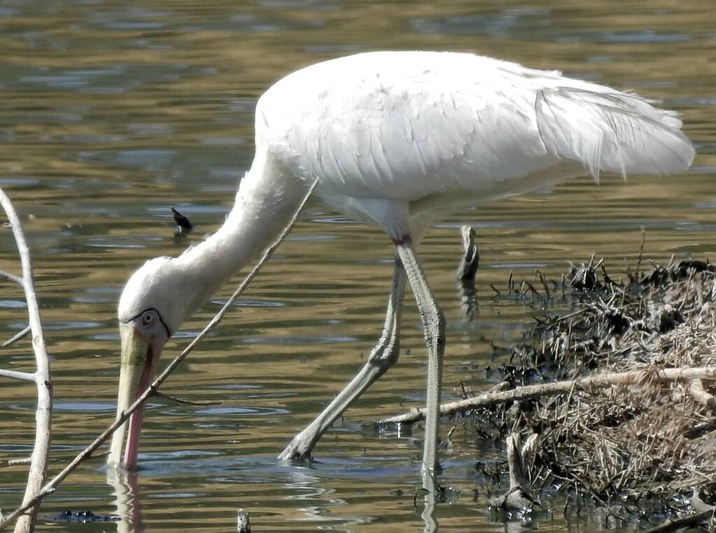 Yellow-billed Spoonbill (Platalea flavipes), Alice Springs Sewage Ponds © Dorothy Latimer