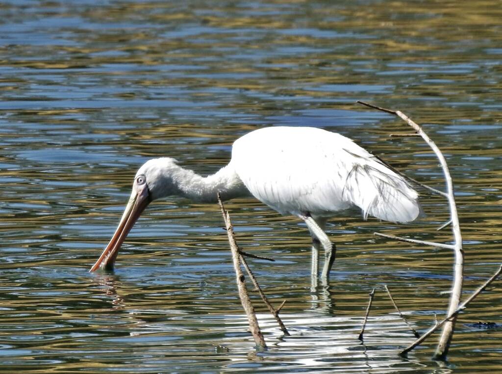 Yellow-billed Spoonbill (Platalea flavipes), Alice Springs Sewage Ponds © Dorothy Latimer