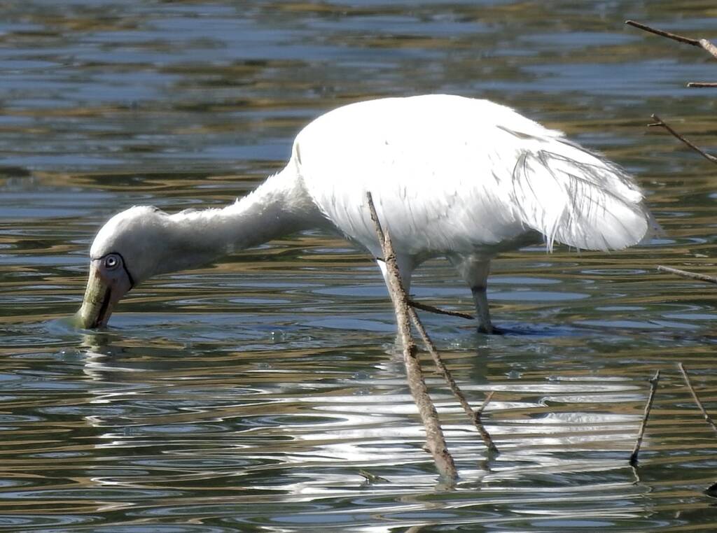 Yellow-billed Spoonbill (Platalea flavipes), Alice Springs Sewage Ponds © Dorothy Latimer