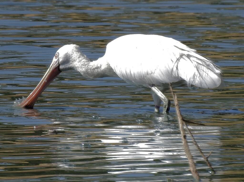 Yellow-billed Spoonbill (Platalea flavipes), Alice Springs Sewage Ponds © Dorothy Latimer