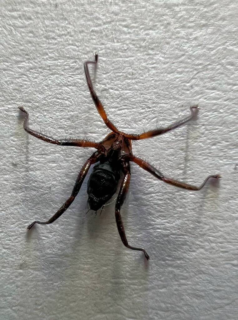 Bat Fly, Brisbane QLD © Cindy King