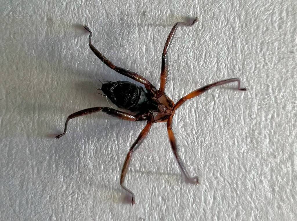 Bat Fly, Brisbane QLD © Cindy King