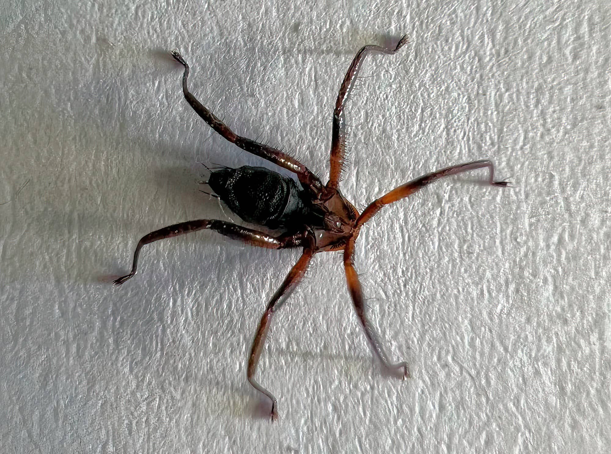 Bat Fly, Brisbane QLD © Cindy King