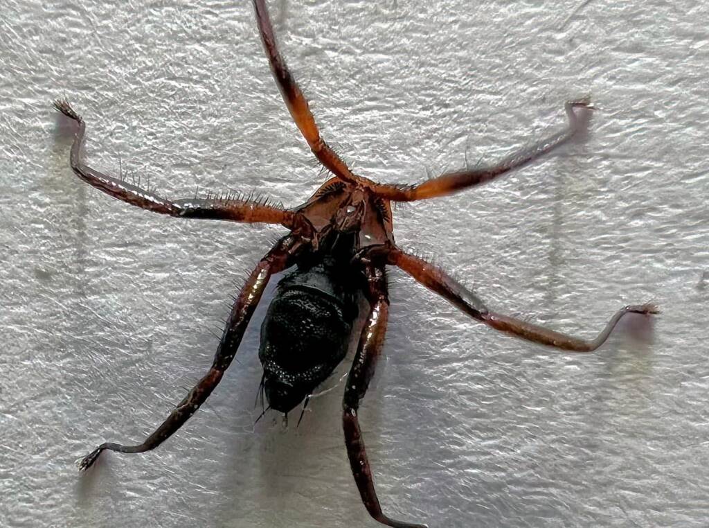 Bat Fly, Brisbane QLD © Cindy King