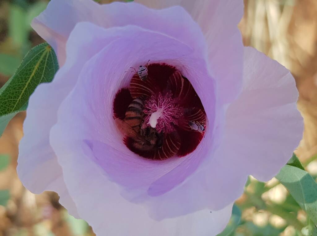 Apis Mellifera and Tolkunia hibisci (Micro Bee Fly, family Mythicomyiidae) on Sturt’s Desert Rose (Gossypium sturtianum var. sturtianum), Olive Pink Botanic Garden NT