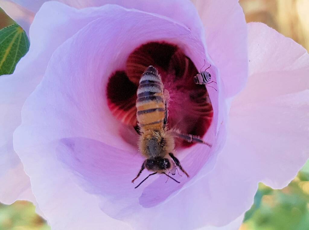 Apis Mellifera and Tolkunia hibisci (Micro Bee Fly, family Mythicomyiidae) on Sturt’s Desert Rose (Gossypium sturtianum var. sturtianum), Olive Pink Botanic Garden NT