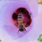 Apis Mellifera and Tolkunia hibisci (Micro Bee Fly, family Mythicomyiidae) on Sturt’s Desert Rose (Gossypium sturtianum var. sturtianum), Olive Pink Botanic Garden NT