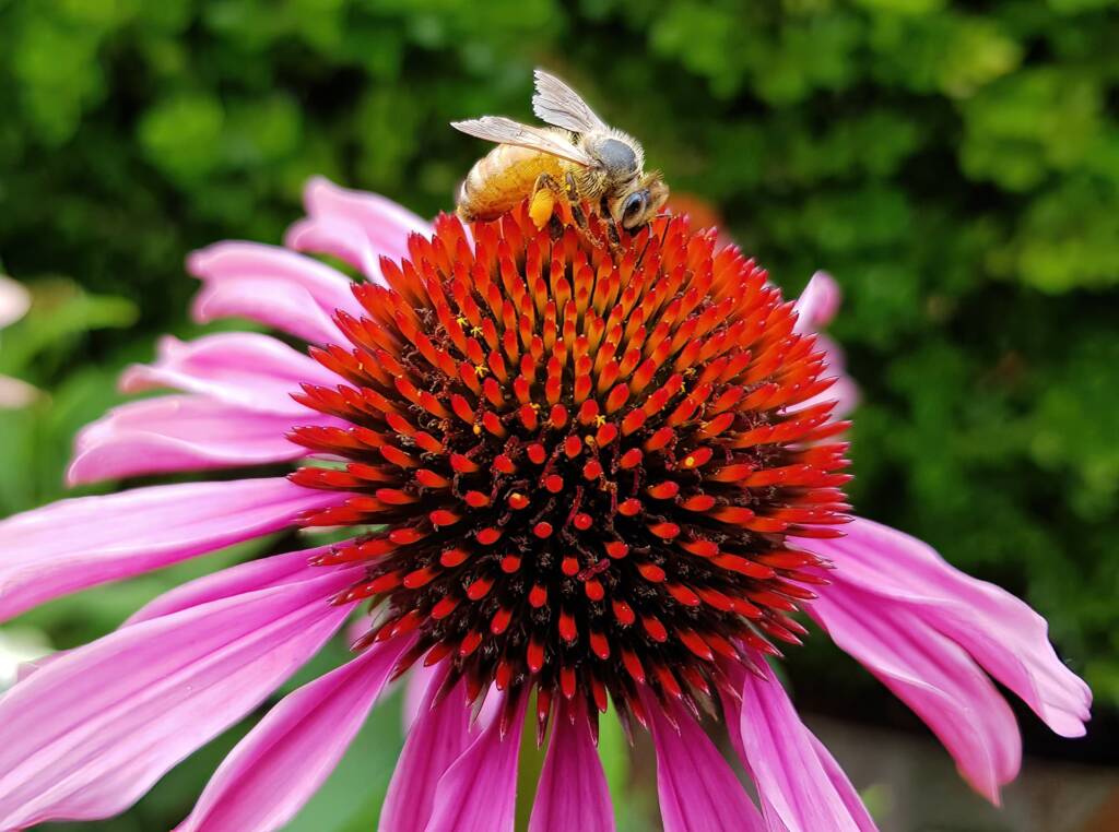 Apis mellifera on Echinacea purpurea, The Royal Botanic Garden Sydney NSW