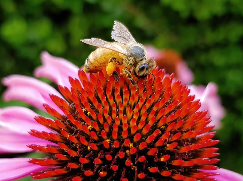 Apis mellifera on Echinacea purpurea, The Royal Botanic Garden Sydney NSW