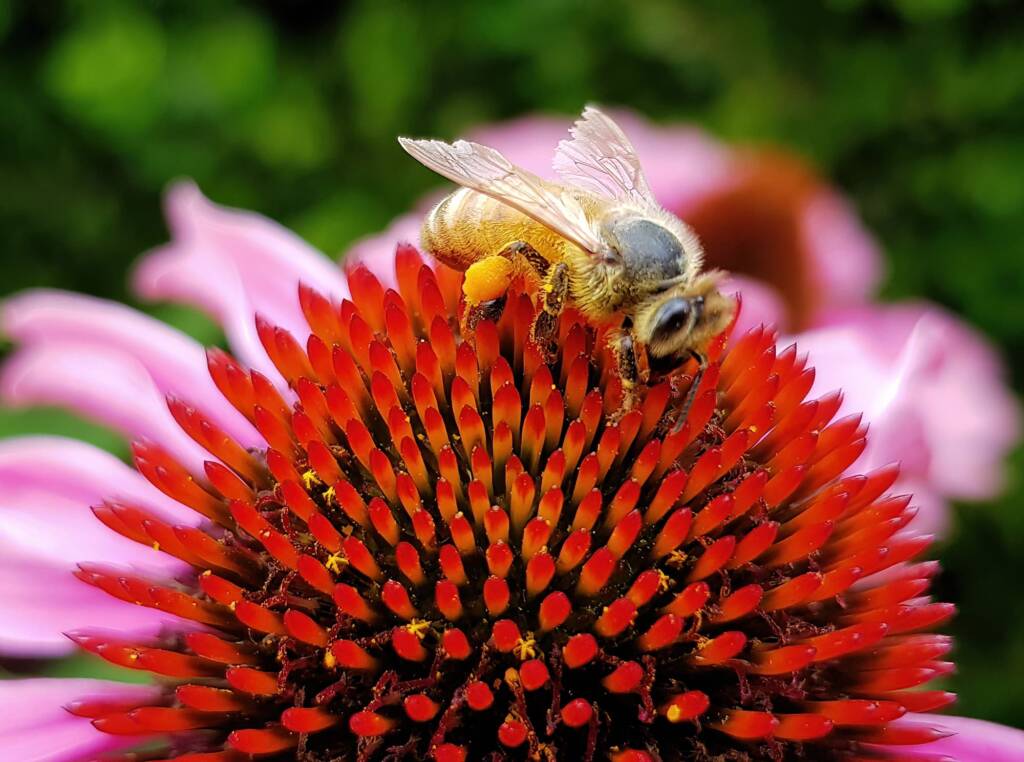 Apis mellifera on Echinacea purpurea, The Royal Botanic Garden Sydney NSW