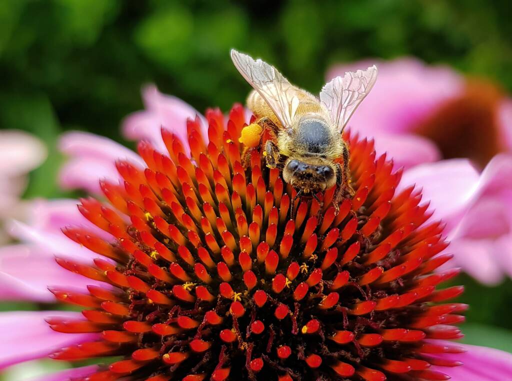 Apis mellifera on Echinacea purpurea, The Royal Botanic Garden Sydney NSW