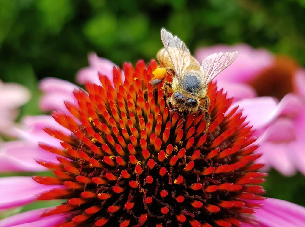 Apis mellifera on Echinacea purpurea, The Royal Botanic Garden Sydney NSW